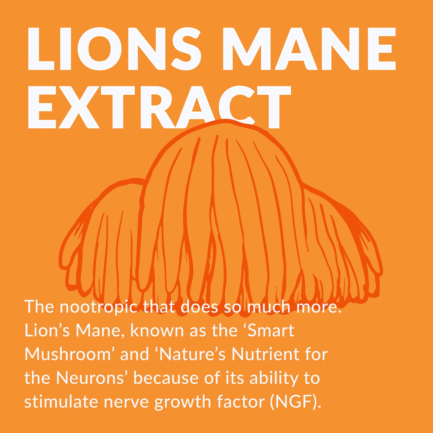 
                  
                    LION'S MANE EXTRACT
                  
                